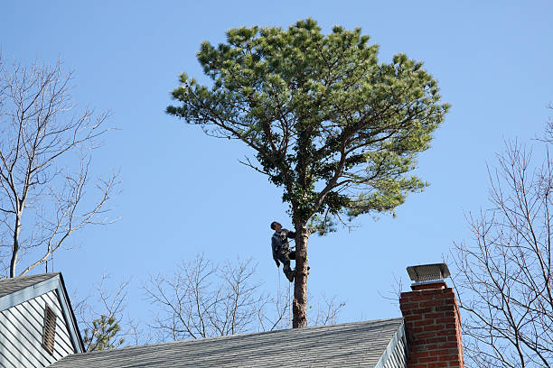 How Our Tree Care Process Works  in  Rogers, AR