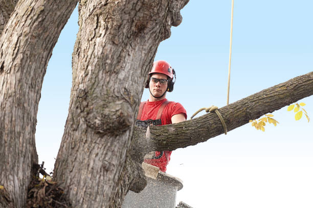 Rogers, AR Tree Services Company